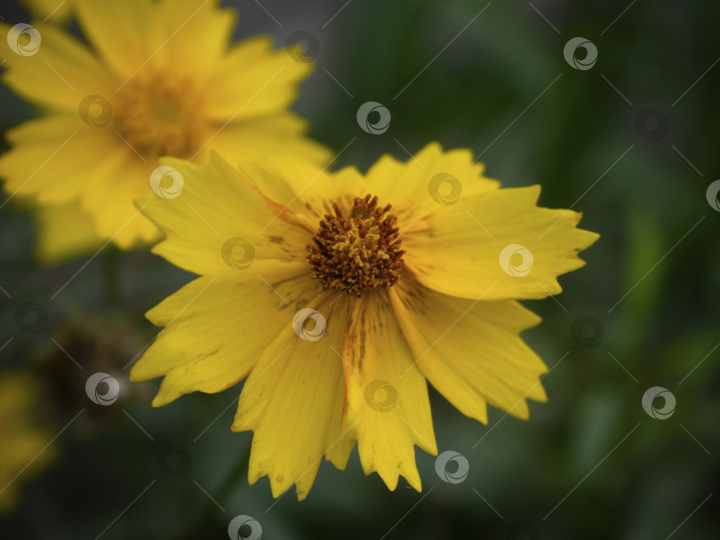 Скачать Желтый цветок крупным планом на размытом зеленом фоне. фотосток Ozero