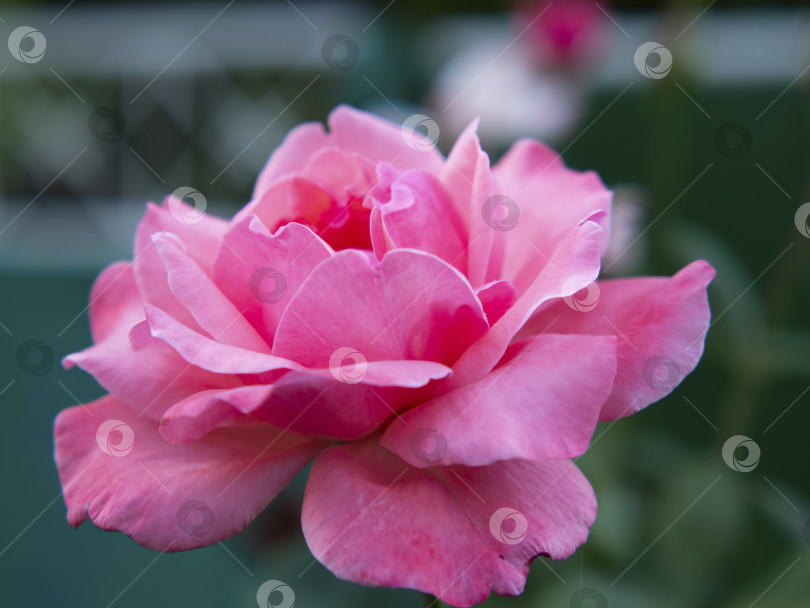 Скачать Живая розовая роза, растущая в саду крупным планом на зеленом фоне. Плавная фокусировка. фотосток Ozero