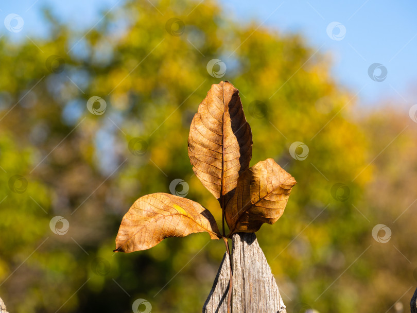 Скачать Крупный план текстурированного осеннего листа грецкого ореха, воткнутого в старую деревянную доску.  Желтые осенние листья на размытом желто-зеленом с синим фоне. Солнце заливало листву светом фотосток Ozero