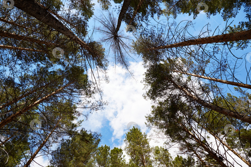 Скачать Вид снизу на кроны высоких сосен и голубое небо с облаками. фотосток Ozero