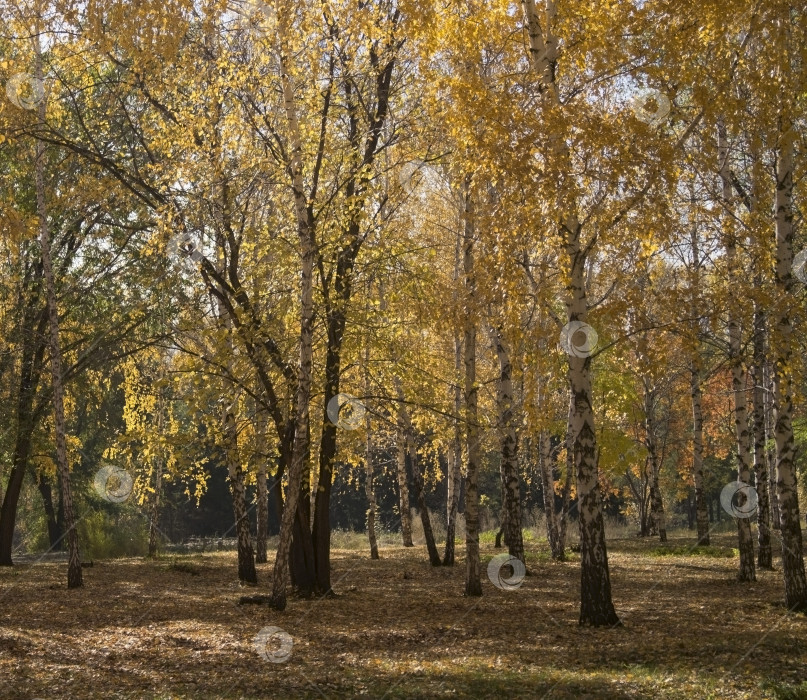 Скачать Осенний лес фотосток Ozero