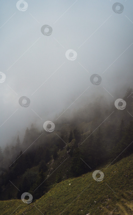 Скачать Мистический швейцарский горный лес, окутанный облаками фотосток Ozero