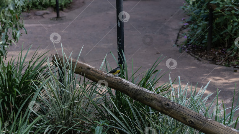 Скачать Маленькая тропическая птичка с ярким черно-желтым оперением фотосток Ozero