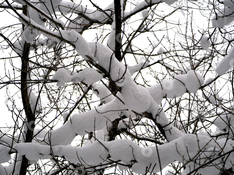 Скачать Ветви дерева покрыты толстым слоем снега. С веток свисает снег. Крупный план. Зимний естественный снежный фон. фотосток Ozero