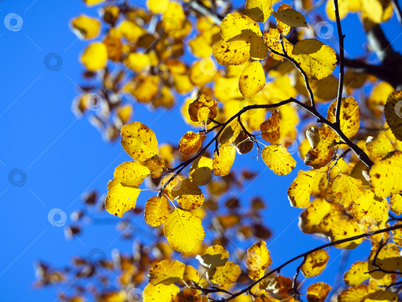 Скачать Веточка с желтыми листьями на фоне далеких ветвей и голубого неба. Осенний яркий природный фон. фотосток Ozero