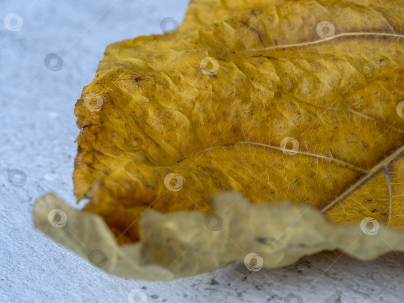 Скачать Осенний сухой желтый неровный лист с прожилками. Осенний природный фон. Крупный план. фотосток Ozero