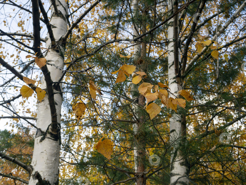 Скачать Веточки с желтыми березовыми листьями на фоне берез и леса. Осенний природный фон. Крупный план. фотосток Ozero