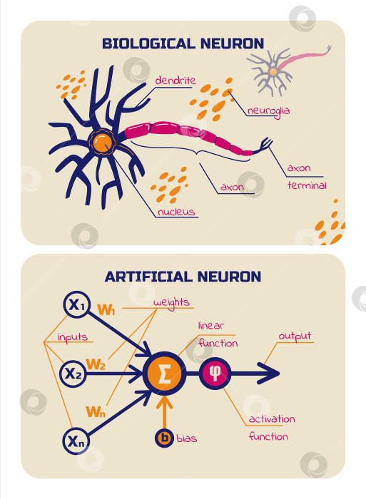 Скачать Визуальные схемы биологических и искусственных нейронов. Элементы нейронной сети. Векторная иллюстрация. фотосток Ozero