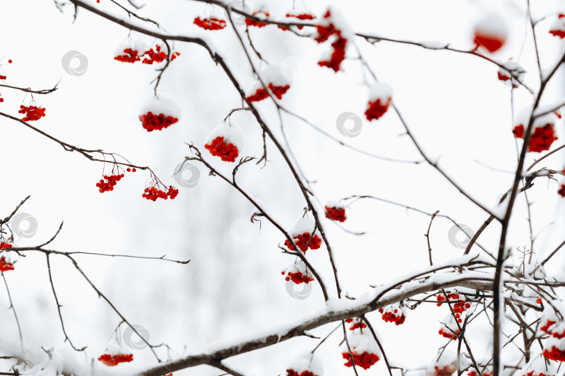 Скачать ранчо и гроздья красной рябины в снегу на белом фоне фотосток Ozero