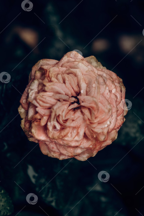 Скачать Розовая роза с росой и каплями дождя на черном фоне фотосток Ozero