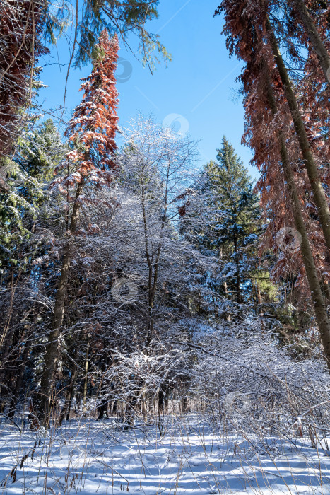 Скачать зимний природный ландшафт - еловый лес после снегопада фотосток Ozero