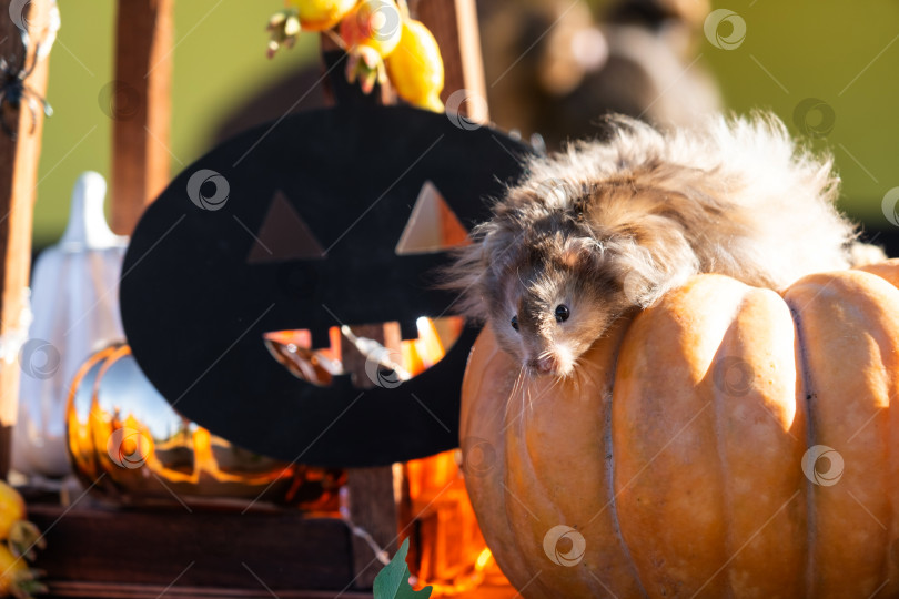 Скачать Забавный лохматый пушистый хомячок сидит на тыкве и жует листик в хеллоуинском декоре среди гирлянд, фонариков, свечей. Праздник урожая фотосток Ozero