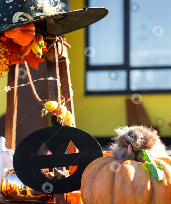 Скачать Забавный лохматый пушистый хомячок сидит на тыкве и жует листик в хеллоуинском декоре среди гирлянд, фонариков, свечей. Праздник урожая фотосток Ozero