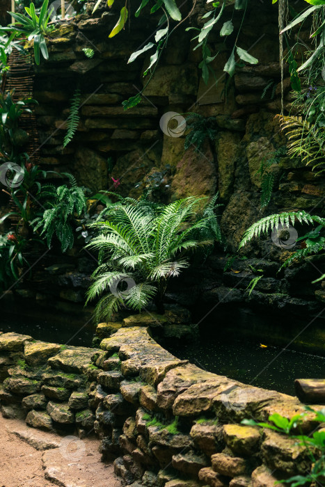 Скачать пруд для влаголюбивых растений в тропической теплице фотосток Ozero