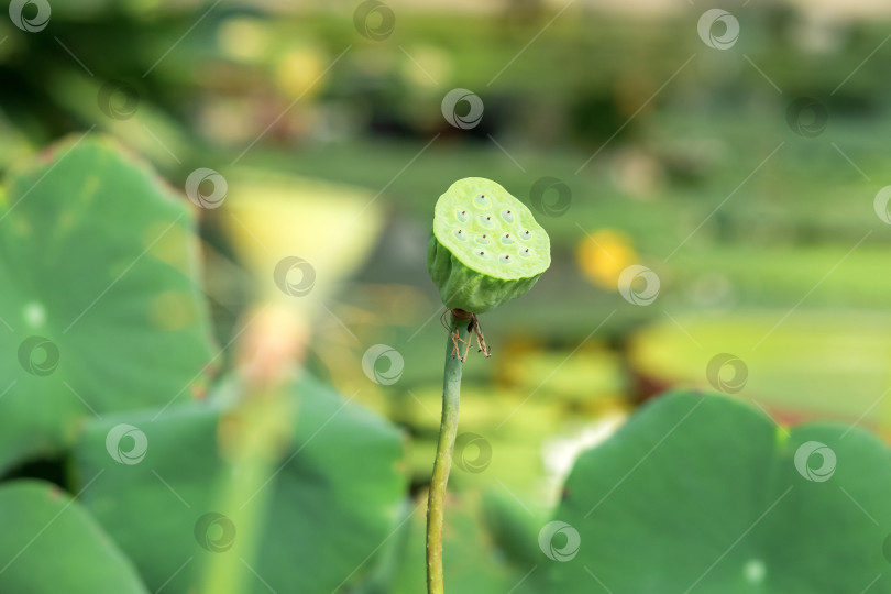 Скачать незрелый плод лотоса на размытом естественном фоне фотосток Ozero