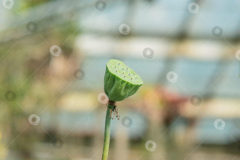 Скачать незрелый плод лотоса на размытом фоне теплицы фотосток Ozero