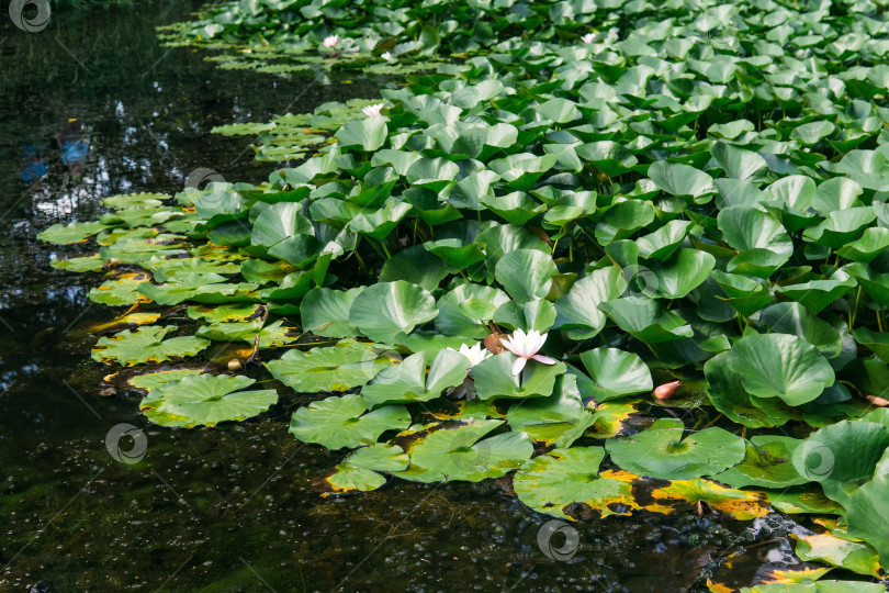 Скачать листья лотоса покрывают поверхность воды, чистые цветы поднимаются из болотной грязи фотосток Ozero