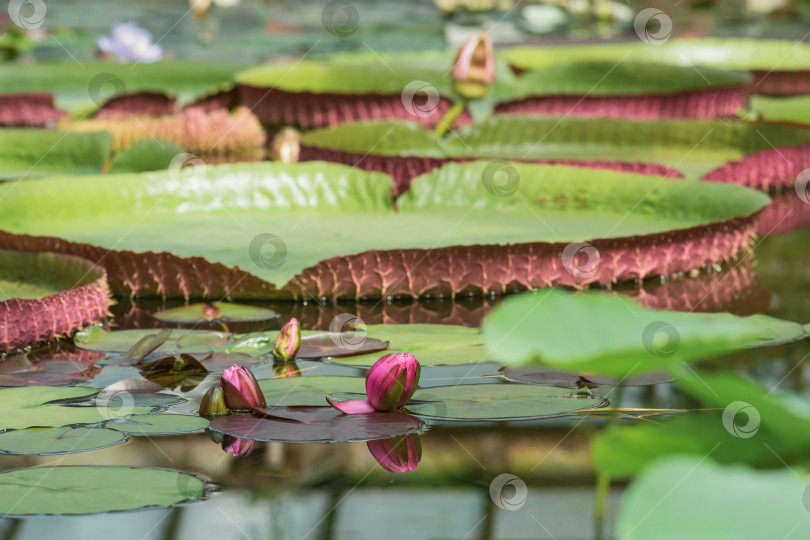 Скачать плавающие листья и бутоны гигантской водяной лилии Victoria amazonica фотосток Ozero