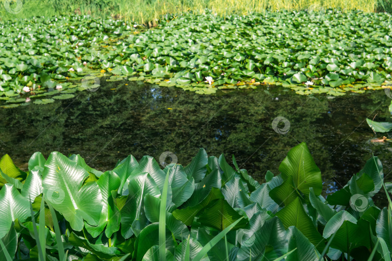 Скачать водная растительность на берегах стоячего водоема фотосток Ozero