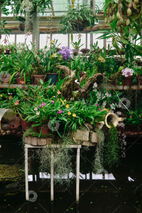 Скачать подставка с различными тропическими влаголюбивыми растениями над прудом в теплице фотосток Ozero