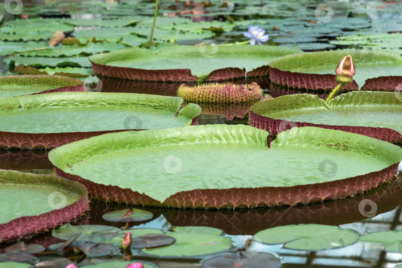 Скачать плавающие листья гигантской водяной лилии Victoria amazonica фотосток Ozero