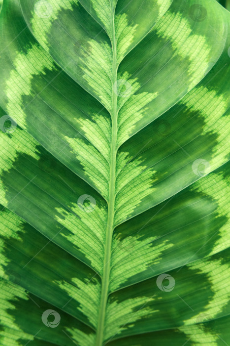 Скачать узорчатый лист тропического растения калатея на зеленом естественном фоне фотосток Ozero
