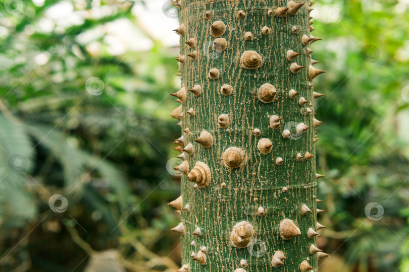 Скачать ствол дерева шелковой нити Ceiba speciosa, покрытый шипами, на естественном размытом фоне фотосток Ozero