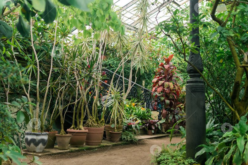 Скачать коллекция тропических растений в интерьере винтажной теплицы фотосток Ozero