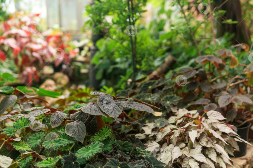Скачать частично размытый естественный фон с листьями бегоний, растущих в подлеске фотосток Ozero