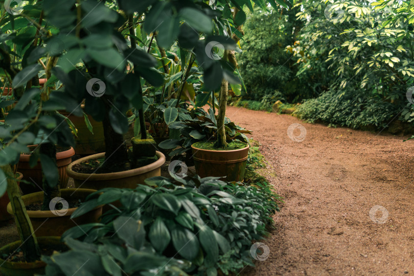 Скачать тропические растения в горшках в большой винтажной теплице фотосток Ozero
