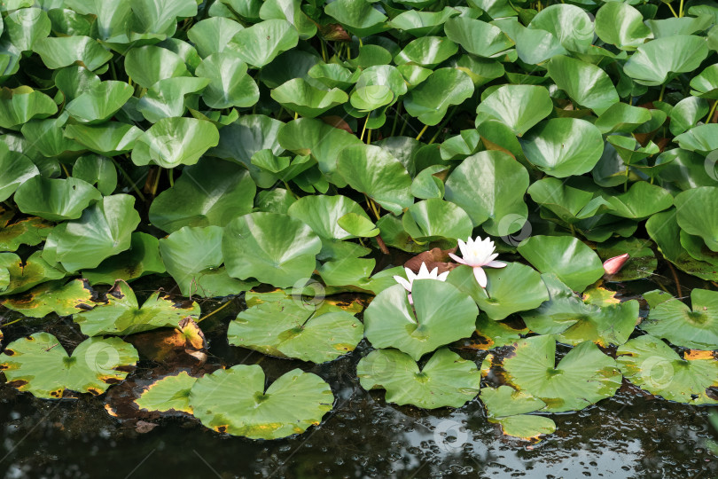 Скачать листья лотоса полностью покрывают поверхность воды, чистые цветы поднимаются из болотной грязи фотосток Ozero