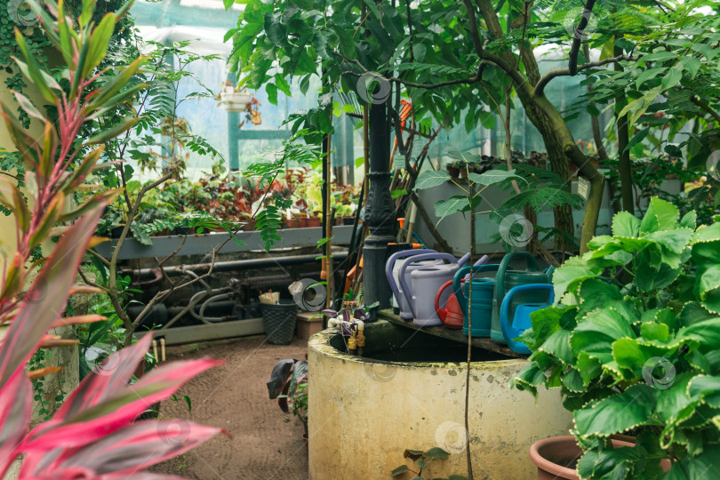 Скачать интерьер большой теплицы с коллекцией тропических растений и садовым инвентарем фотосток Ozero