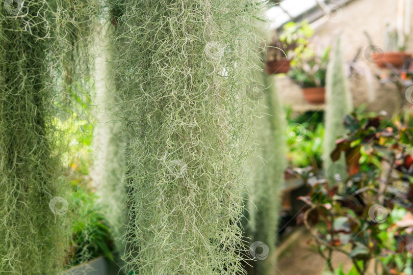 Скачать заросли испанского мха (tillandsia usneoides) в теплице среди тропических растений фотосток Ozero