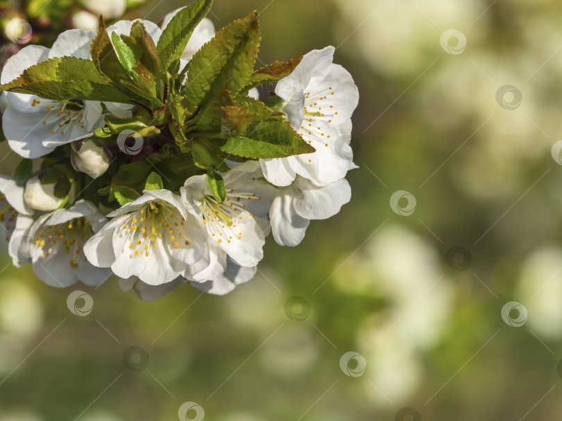 Скачать Вишня цветет весной. Красивые распускающиеся белые цветы. Белые соцветия вишневого дерева весной на естественном зеленом фоне. Весеннее цветение, абстрактный фон. Избирательный фокус фотосток Ozero