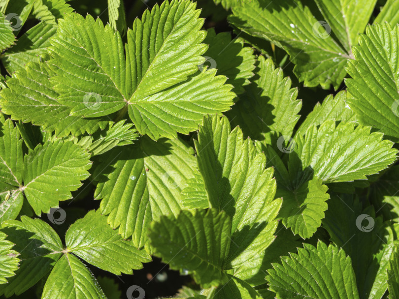 Скачать Естественный вид зеленых листьев садовой земляники при солнечном свете крупным планом - естественный фон зеленой листвы фотосток Ozero