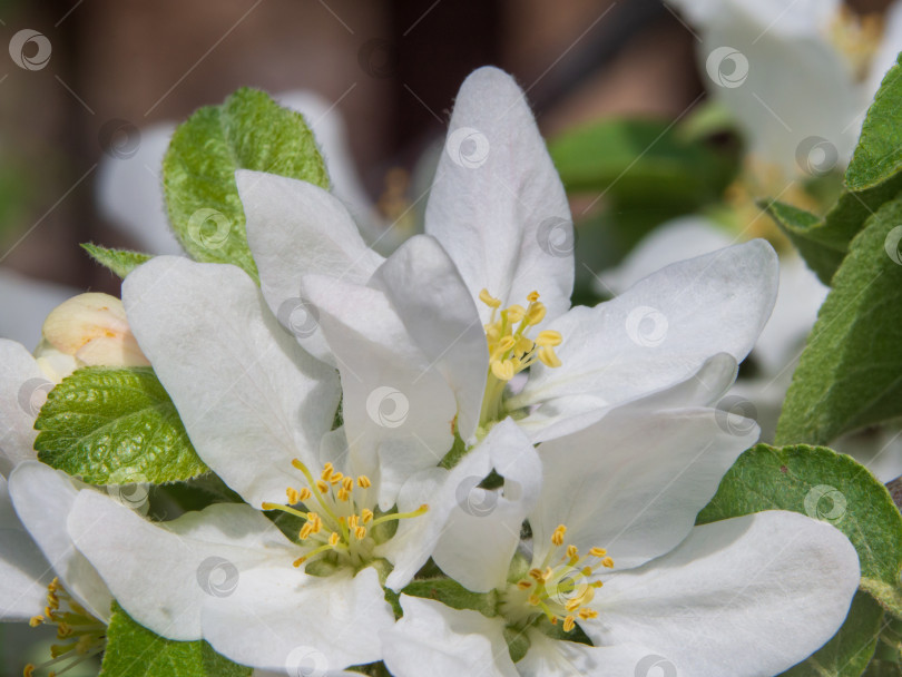 Скачать Цветы цветущей яблони весной на ветвях с бархатисто-зелеными листьями крупным планом фотосток Ozero