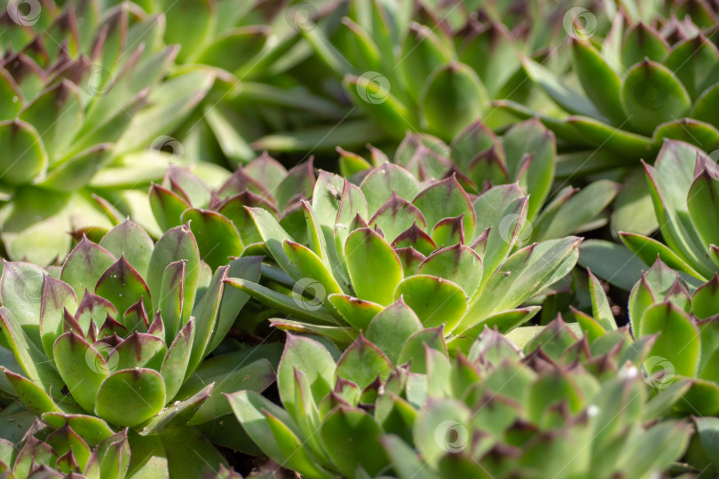 Скачать Группа вечнозеленых почвопокровных растений Sempervivum, известных как Houseleek, в рокарии, крупный план, текстура фона фотосток Ozero