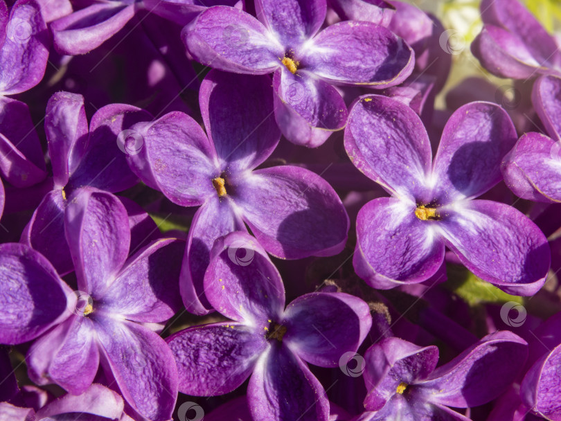 Скачать Макросъемка весенних сиренево-фиолетовых цветов на абстрактном цветочном фоне. Фон из сиреневых цветов с текстурой фотосток Ozero