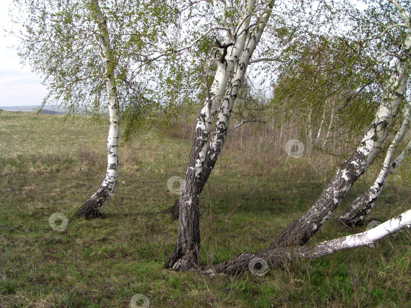 Скачать весна в степи фотосток Ozero