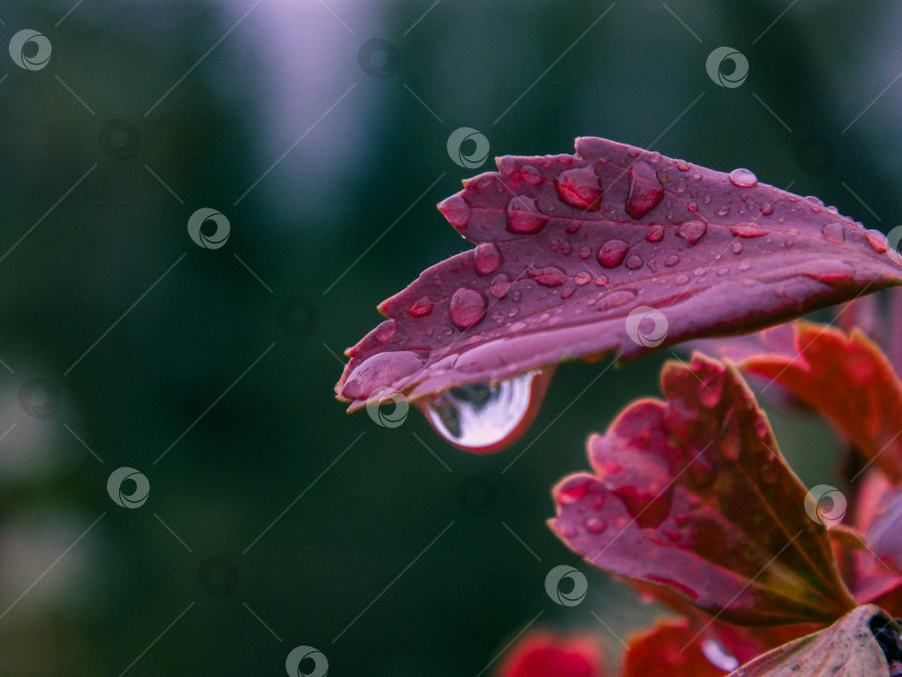 Скачать Красный лист куста с каплями дождя в макро фотосток Ozero