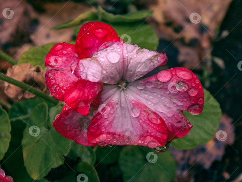 Скачать Красно-белый цветок с дождевыми каплями, на фоне травы фотосток Ozero