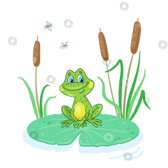 Скачать Милая маленькая лягушка сидит на большом зеленом листе посреди озера фотосток Ozero
