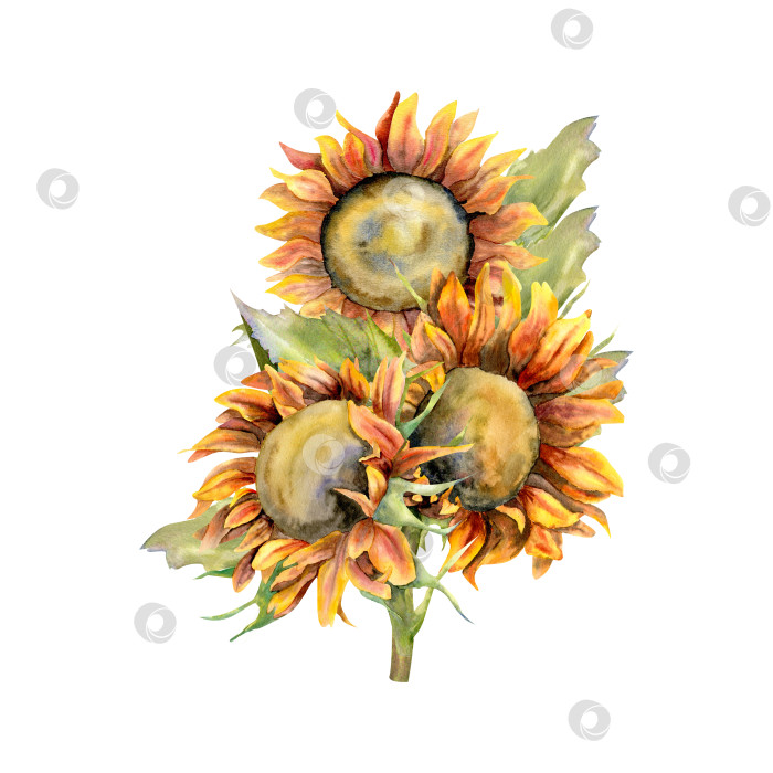 Скачать Акварельный букет подсолнухов. Винтажные желтые цветы с листьями для флористического магазина, логотип, дизайн поздравительной открытки. Клипарт, выделенный на белом фоне фотосток Ozero