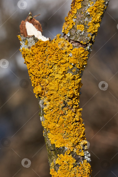 Скачать Стеновая ксантория (лат. Xanthoria parietina) - лишайник семейства телохистовых. фотосток Ozero