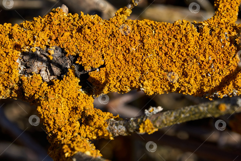 Скачать Стеновая ксантория (лат. Xanthoria parietina) - лишайник семейства телохистовых. фотосток Ozero