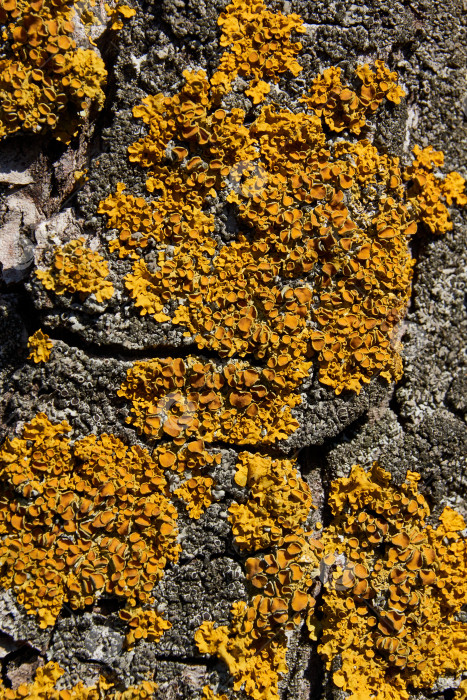 Скачать Стеновая ксантория (лат. Xanthoria parietina) - лишайник семейства телохистовых. фотосток Ozero