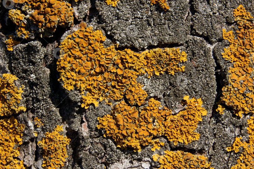 Скачать Стеновая ксантория (лат. Xanthoria parietina) - лишайник семейства телохистовых. фотосток Ozero