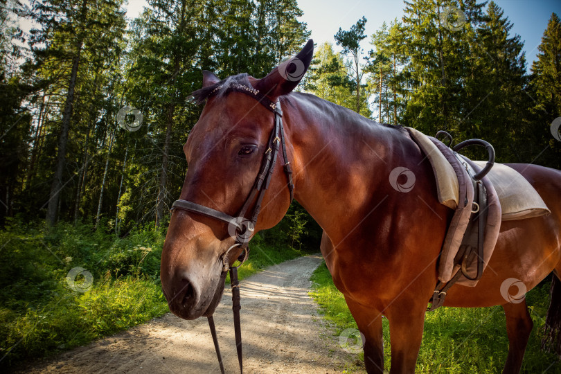 Скачать Коричневая домашняя лошадь стоит на лесной дороге летом фотосток Ozero