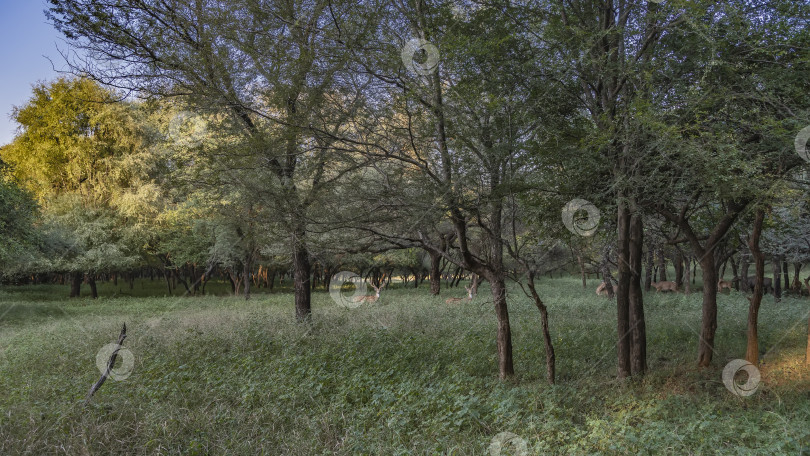 Скачать Аксис заметил оленей, пасущихся в тенистых джунглях. фотосток Ozero