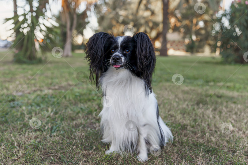Скачать Портрет собаки в парке крупным планом фотосток Ozero